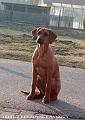 abbie