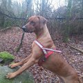 champis3